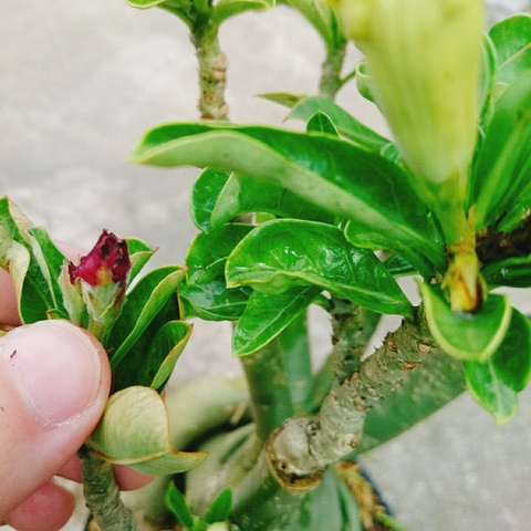 Cây Sứ Nhiều Màu