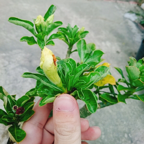 Cây Sứ Nhiều Màu