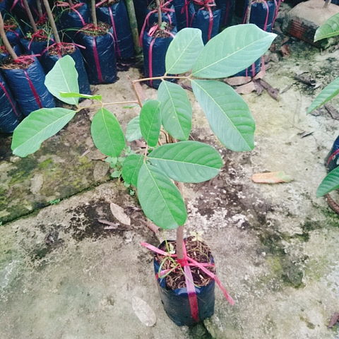 Cây Chôm Chôm Thái