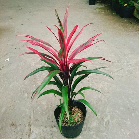 Cây Phát Tài Đỏ (Lá nhỏ)