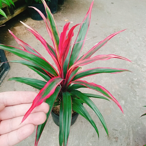 Cây Phát Tài Đỏ (Lá nhỏ)