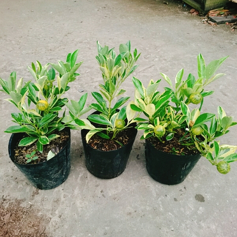 Cây Tắc Cẩm Thạch