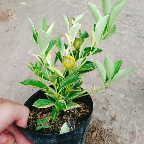 Cây Tắc Cẩm Thạch