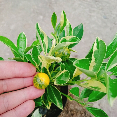 Cây Tắc Cẩm Thạch
