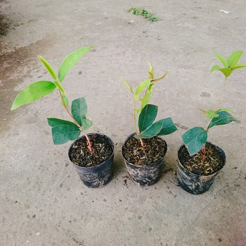 Cây Mộc Hương