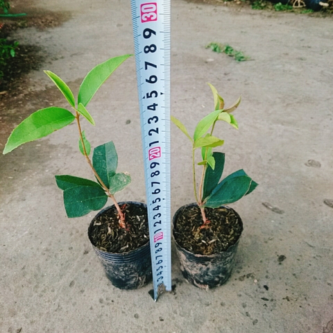 Cây Mộc Hương