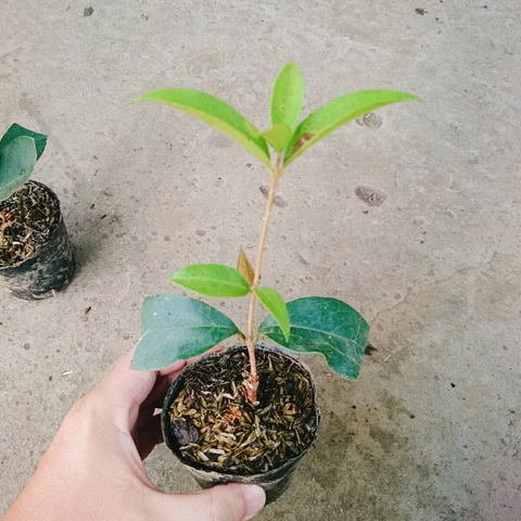 Cây Mộc Hương