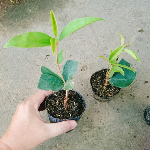 Cây Mộc Hương
