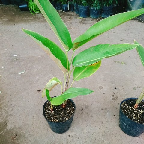 Cây Chuối Mỏ Phượng