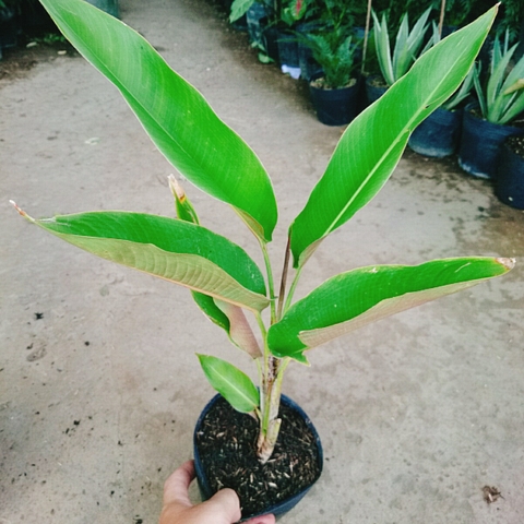 Cây Chuối Mỏ Phượng