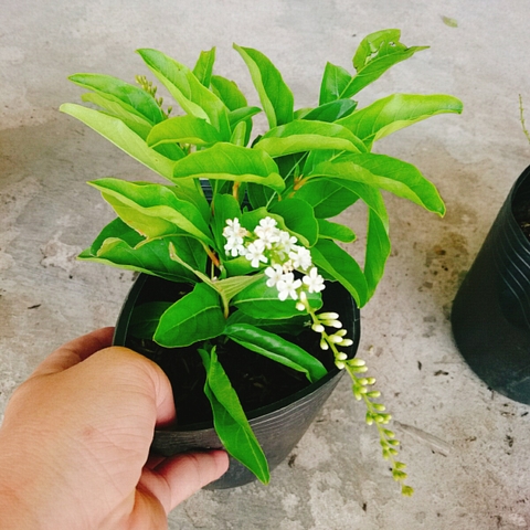 Cây Lài Nữ Hoàng