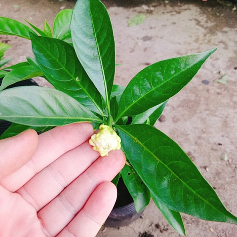Cây Dành Dành