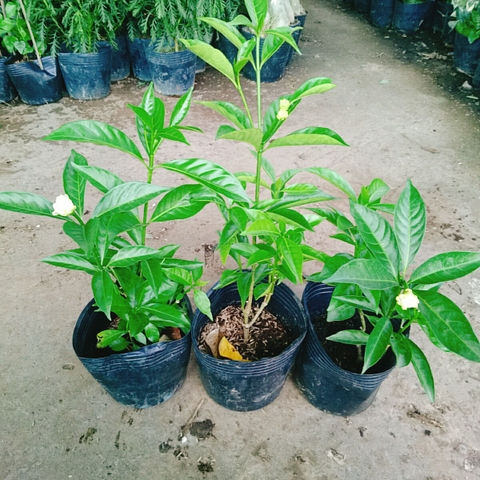 Cây Dành Dành