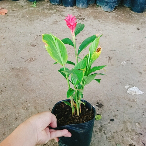 Cây Hoa Hạnh Phúc