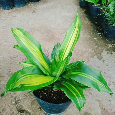 Cây Thiết Mộc Lan