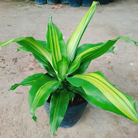 Cây Thiết Mộc Lan