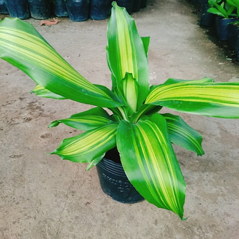 Cây Thiết Mộc Lan