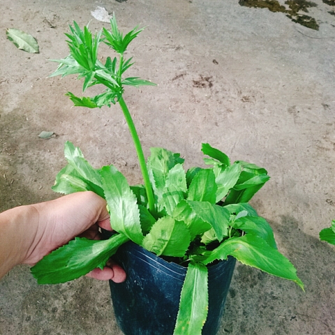 Cây Ngò Gai