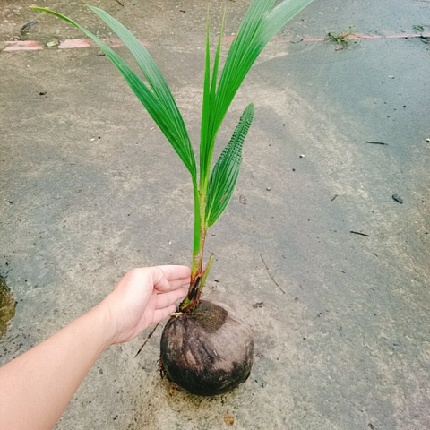 Cây Dừa Xiêm Lùn