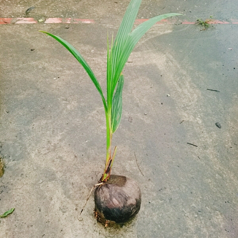 Cây Dừa Xiêm Lùn