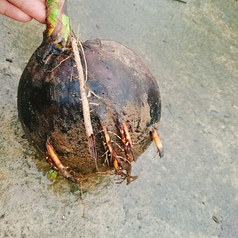 Cây Dừa Xiêm Lùn