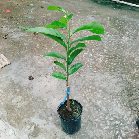 Cây Mãng Cầu Xiêm