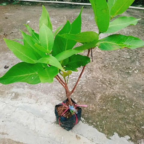 Cây Mận An Phước