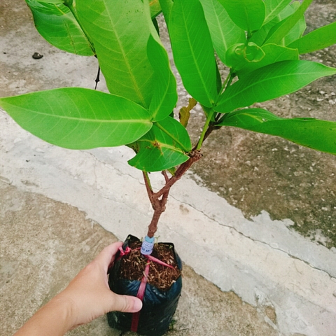 Cây Mận An Phước