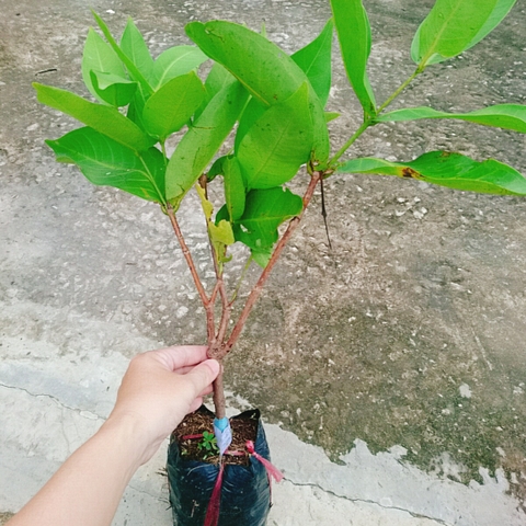 Cây Mận An Phước