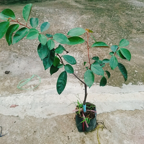 Cây Vú Sữa Lò Rèn
