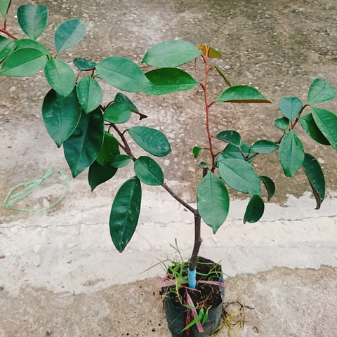 Cây Vú Sữa Lò Rèn