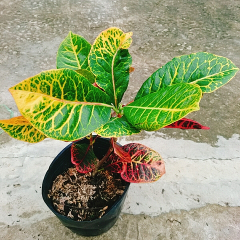 Cây Lá Màu Coton