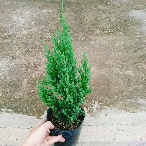 Cây Sơn Tùng (Nhỏ)