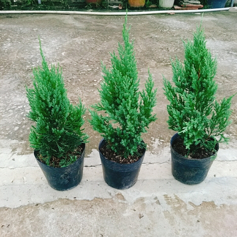 Cây Sơn Tùng (Nhỏ)