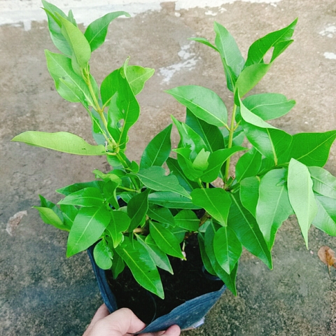 Cây Vối