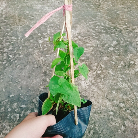 Cây Tigon Trắng