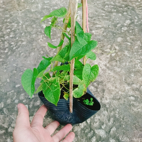 Cây Tigon Trắng