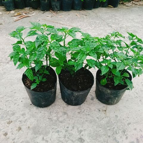 Cây Ớt Peru (Vàng)