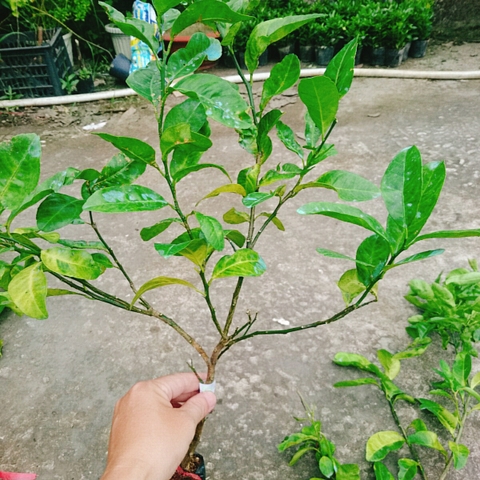 Cây Chanh Hồng Đào