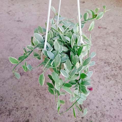 Cây Lan Đô La Cẩm Thạch