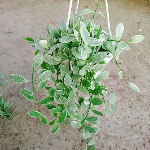 Cây Lan Đô La Cẩm Thạch