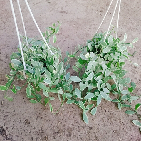 Cây Lan Đô La Cẩm Thạch