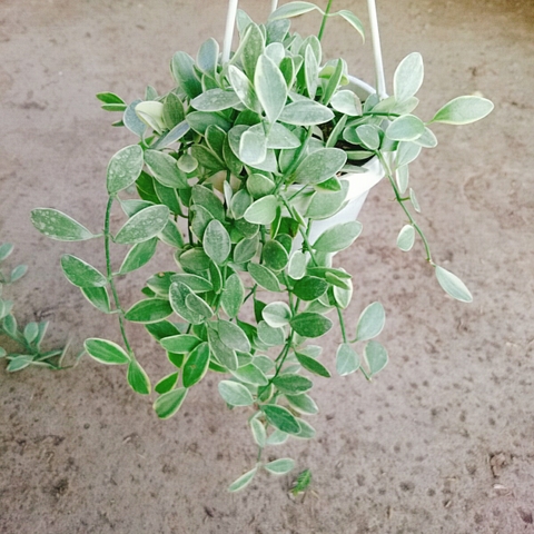 Cây Lan Đô La Cẩm Thạch