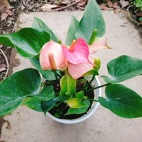 Cây Hồng Môn (Hồng)