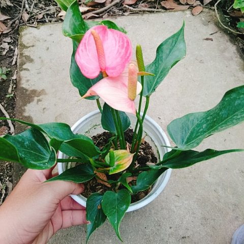 Cây Hồng Môn (Hồng)