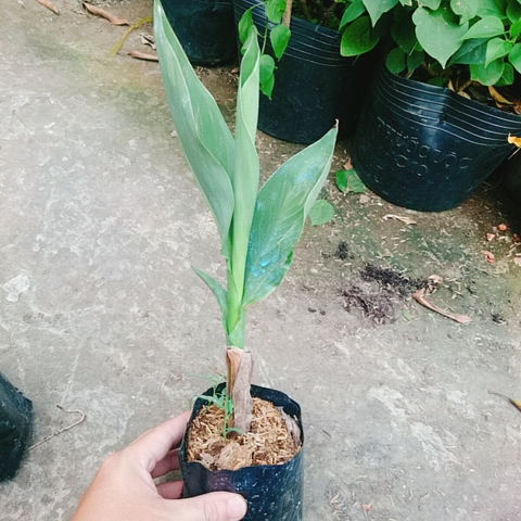 Cây Chuối Hoa Hồng