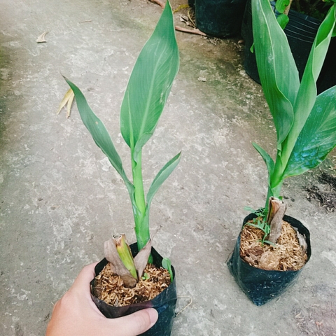 Cây Chuối Hoa Cam