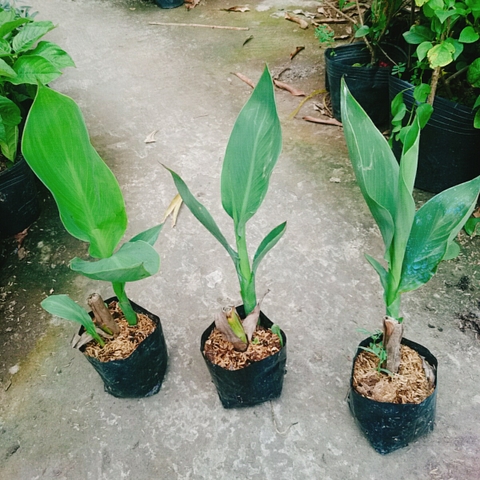 Cây Chuối Hoa Hồng