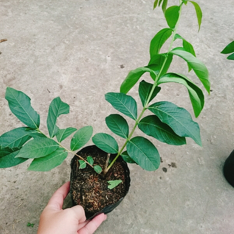 Cây Bằng Lăng Thái