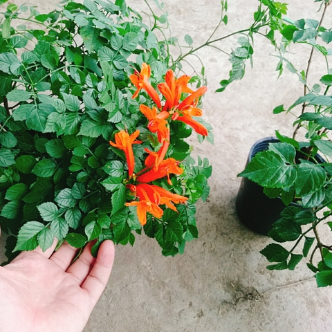 Cây Rạng Đông (Cam)